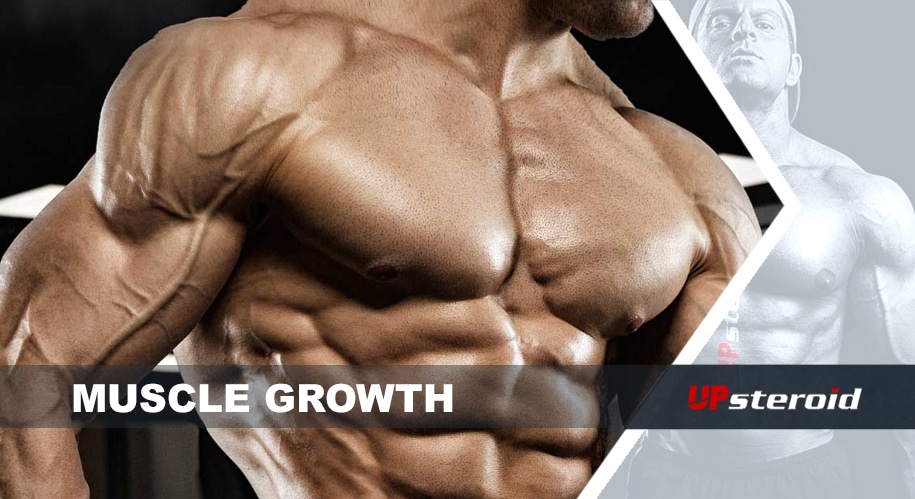 Muskelwachstum