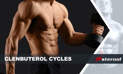 Up Blog Clenbu Cycle